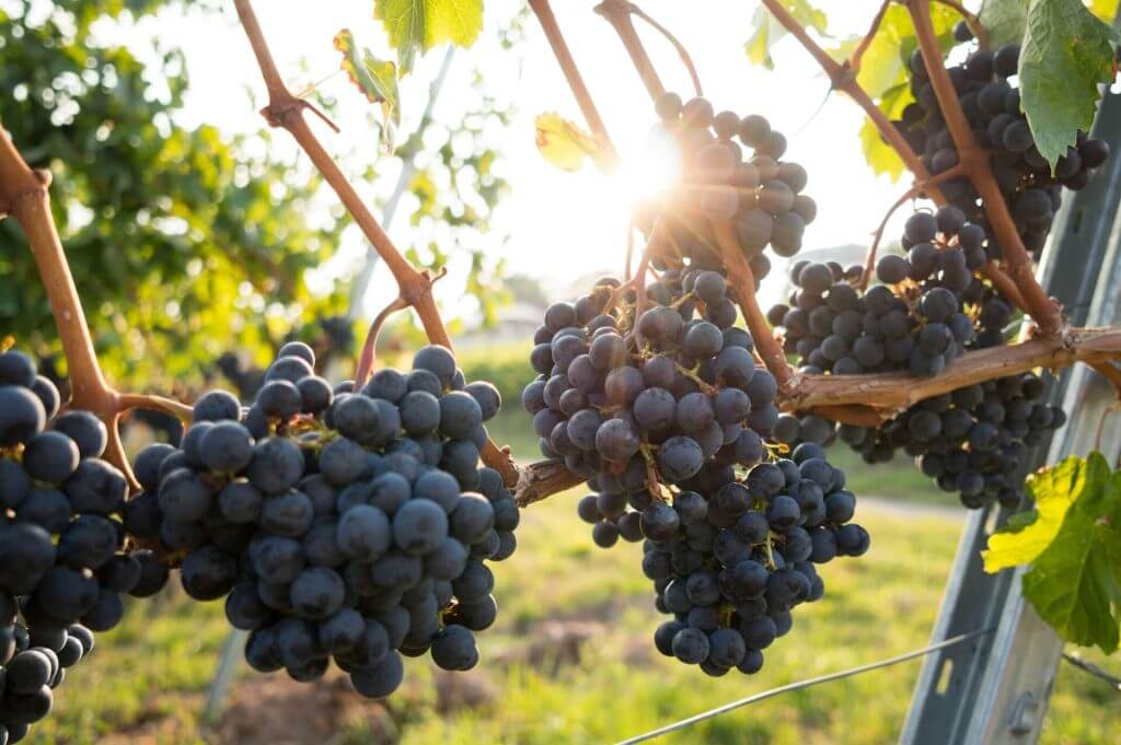 Vine with grapes representing Jesus